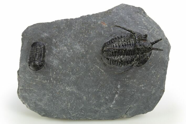 Cyphaspis Walteri With Gerastos Trilobite - Mrakib, Morocco #312258